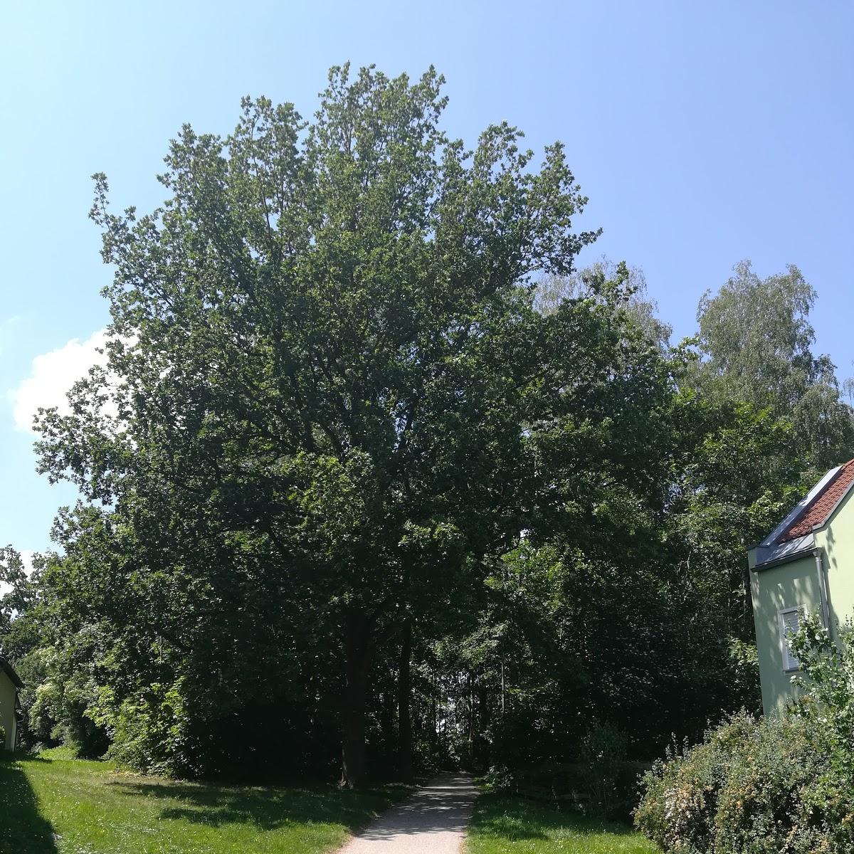 Restaurant "Festplatz Am Wäldchen" in  Kümmersbruck