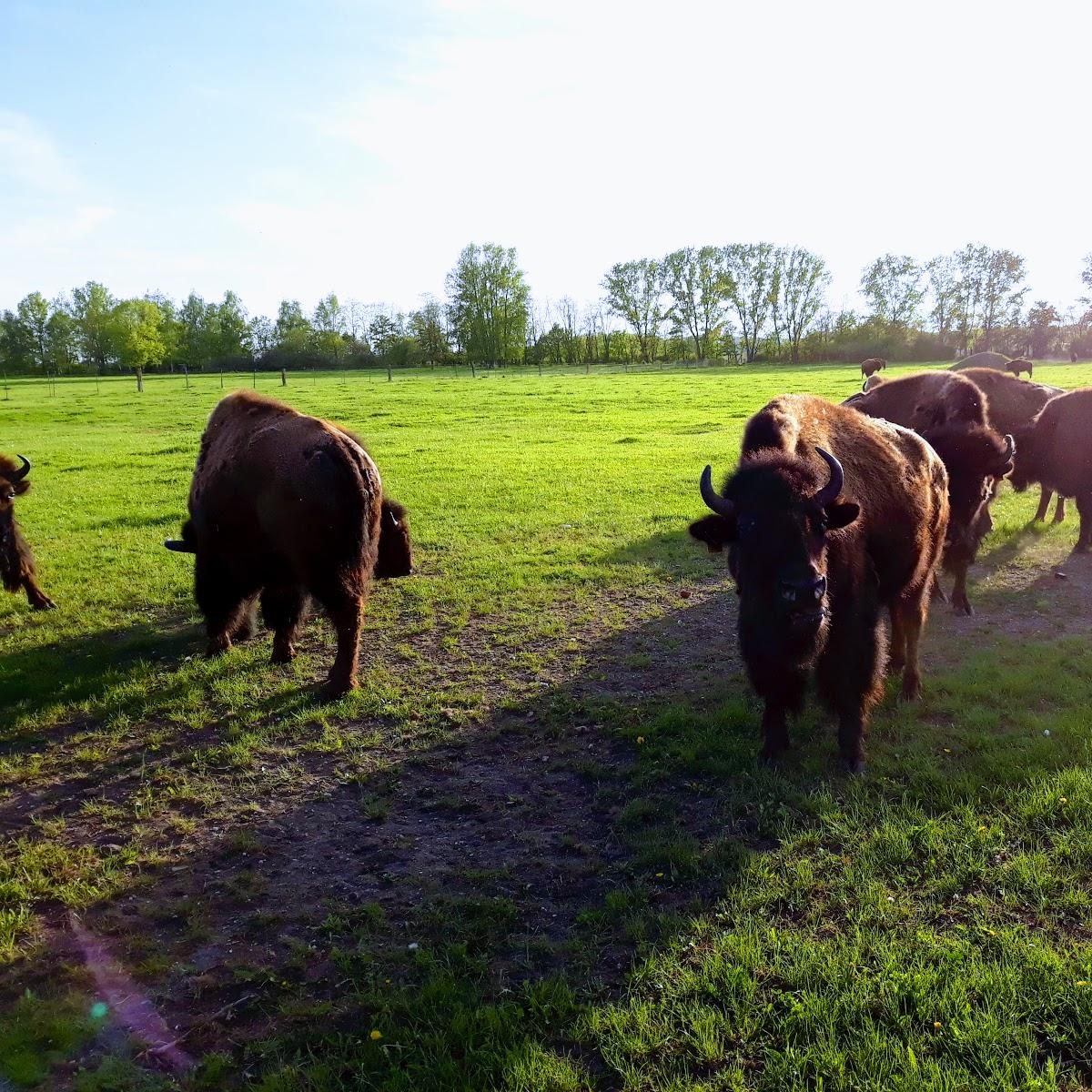 Restaurant "Buffalo-Ranch" in Neukieritzsch