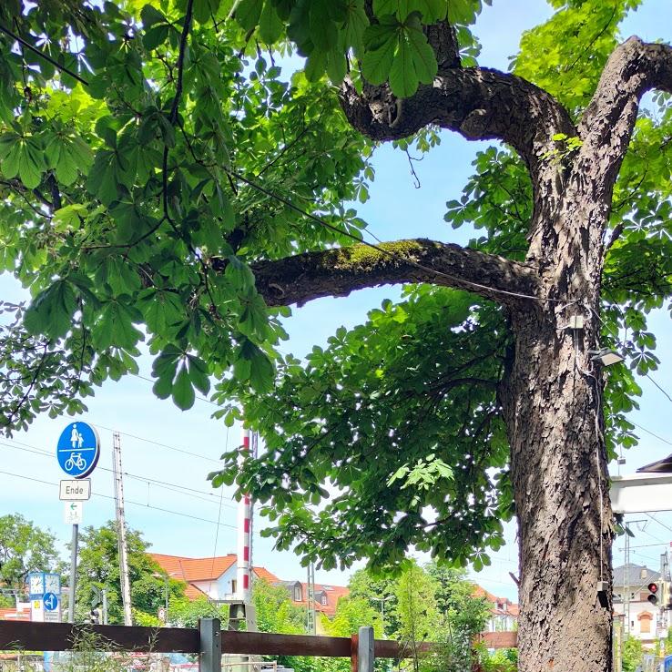 Restaurant "Burger House" in Wolfratshausen