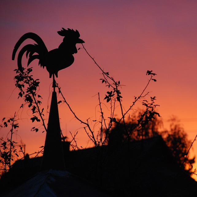 Restaurant "Das Wiener Haus" in Neu-Ulm