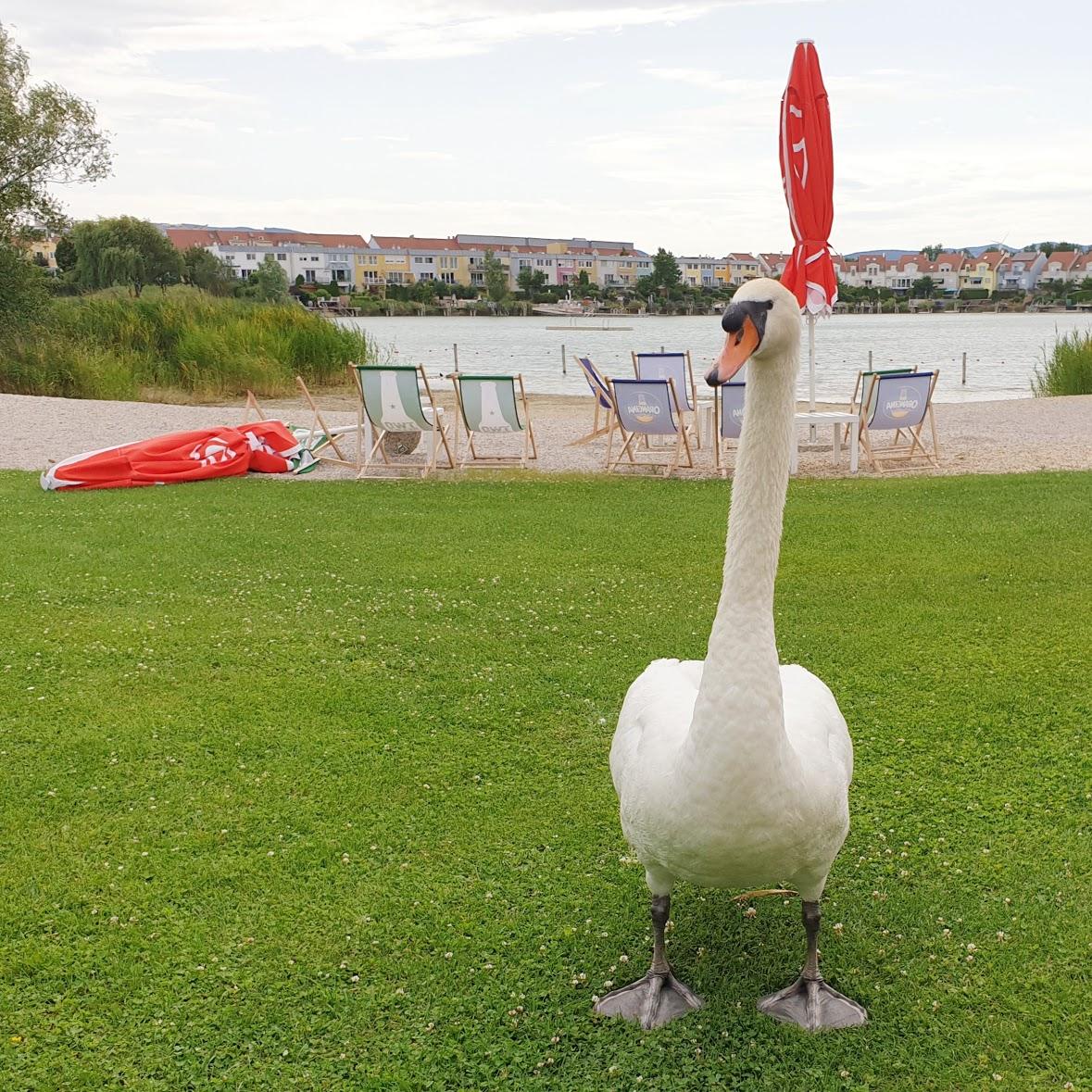 Restaurant "Haus am See" in Vösendorf