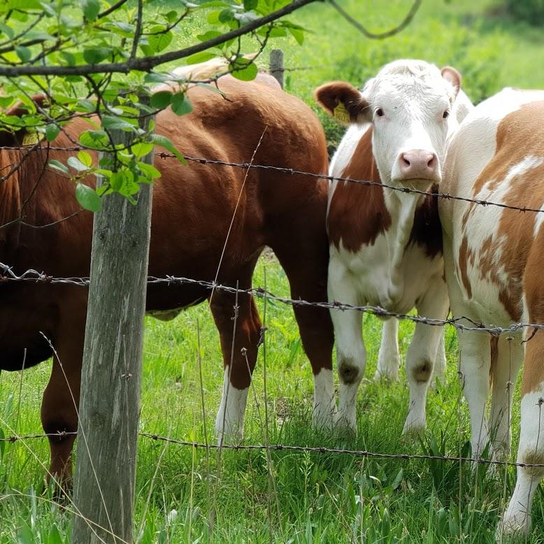Restaurant "Skilift Quellenwiese Enzianhütte" in Neusiedl