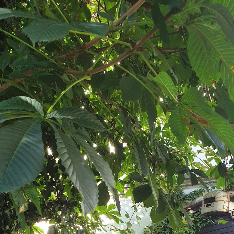 Restaurant "Gasthaus zum Kronprinz Rudolf" in Ybbsitz