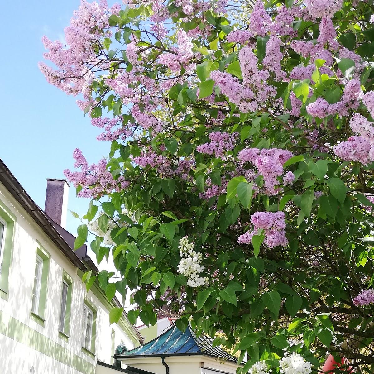 Restaurant "Gasthaus Mona Karan" in Wolfsbach