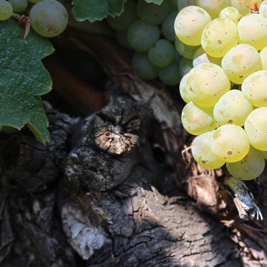 Restaurant "Weinhof & Heuriger im Hof Marek" in Hadersdorf am Kamp