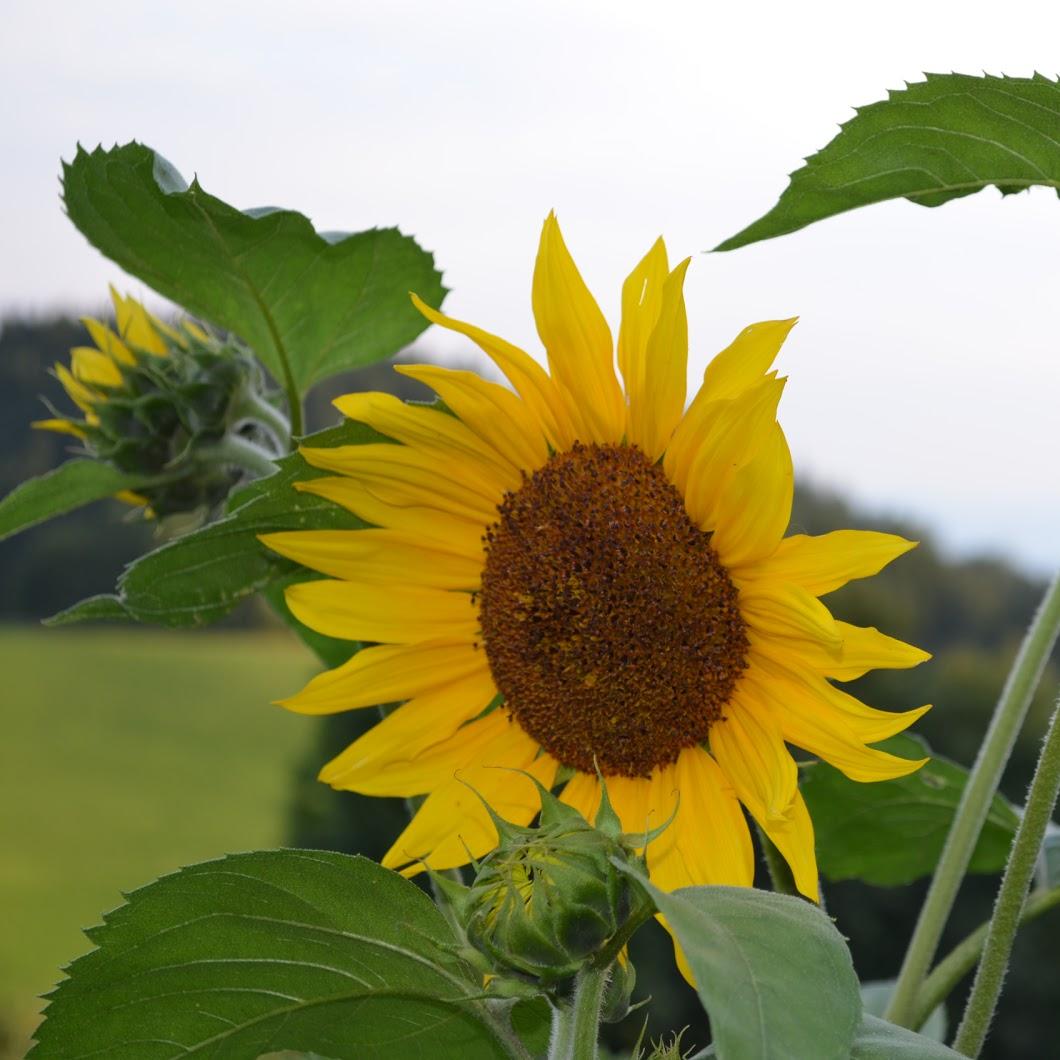 Restaurant "Urlaub am Bauernhof: Obergrafenberger" in Waldhausen im Strudengau