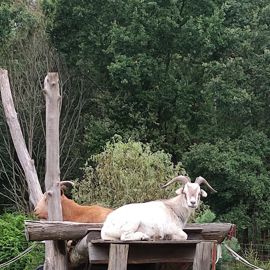 Restaurant "Imbiss am ehem. Autokino" in Elsterheide