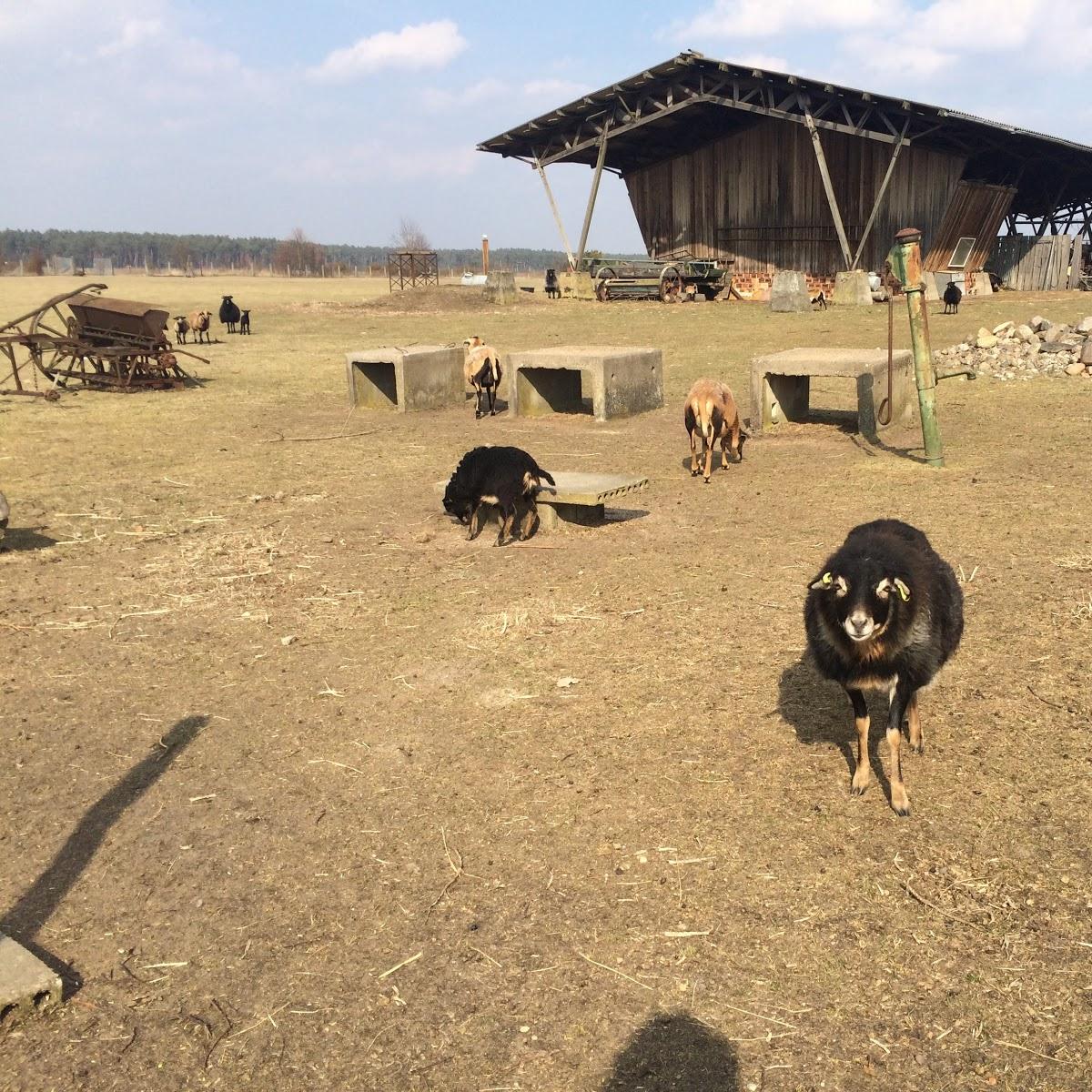 Restaurant "Landfleischerei Andrä" in Schönewalde