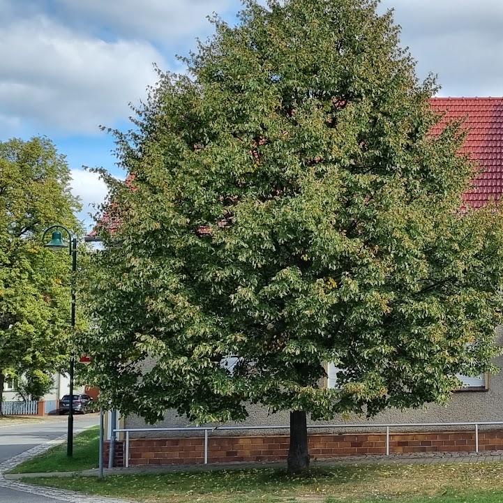 Restaurant "Gaststätte Richter" in Dahme-Mark