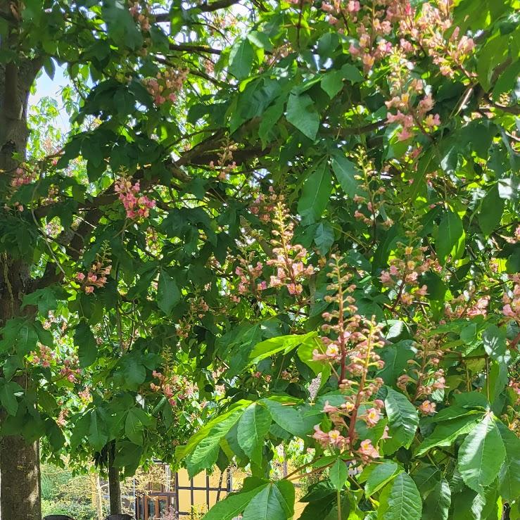 Restaurant "Alte Brennerei Liepe" in Nennhausen