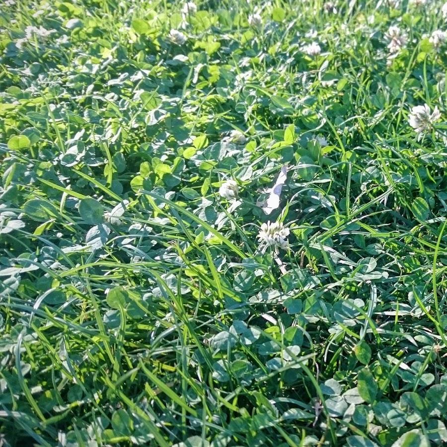 Restaurant "Goldmund" in Alt Tucheband