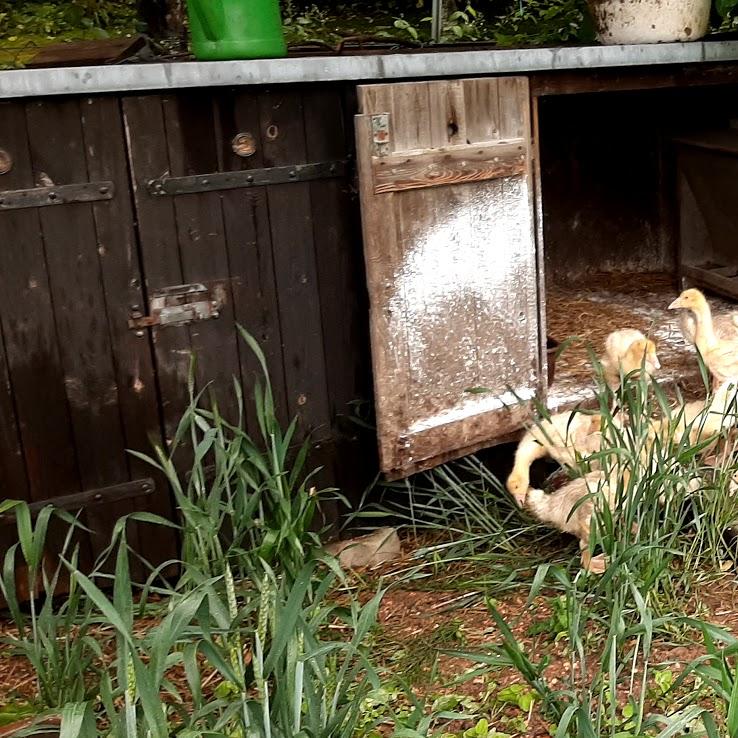 Restaurant "Martin Spitzbart" in  Meinheim