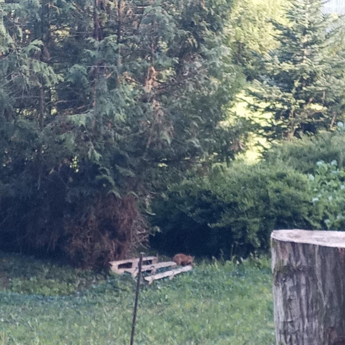 Restaurant "Gasthaus Zum Ochsen" in Gutach im Breisgau