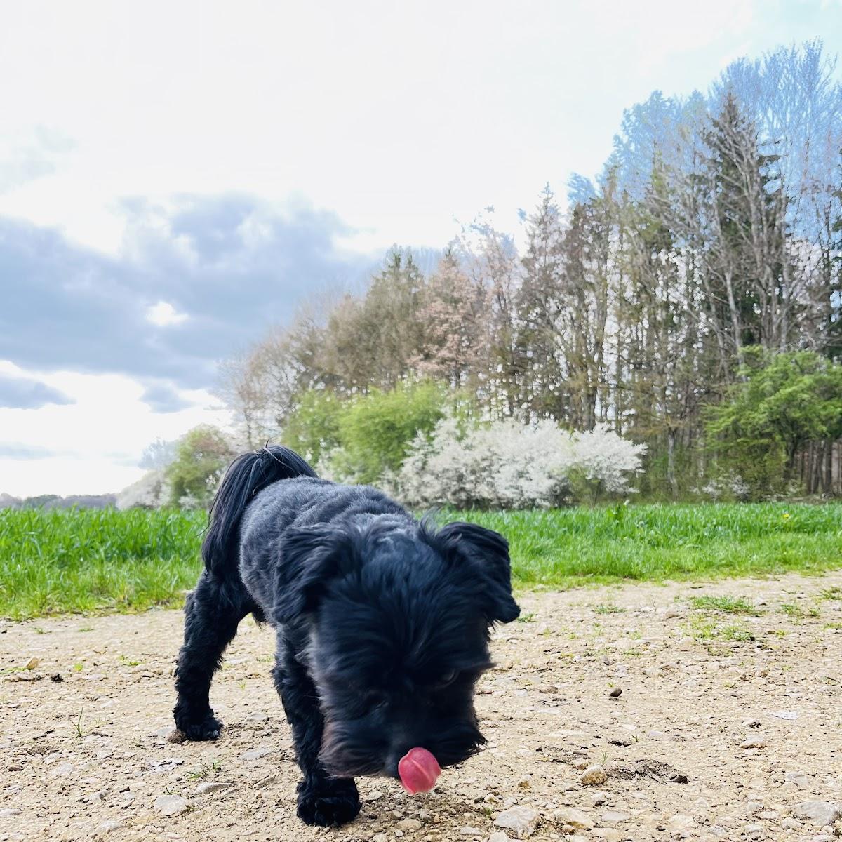 Restaurant "Sportheim" in Bitz