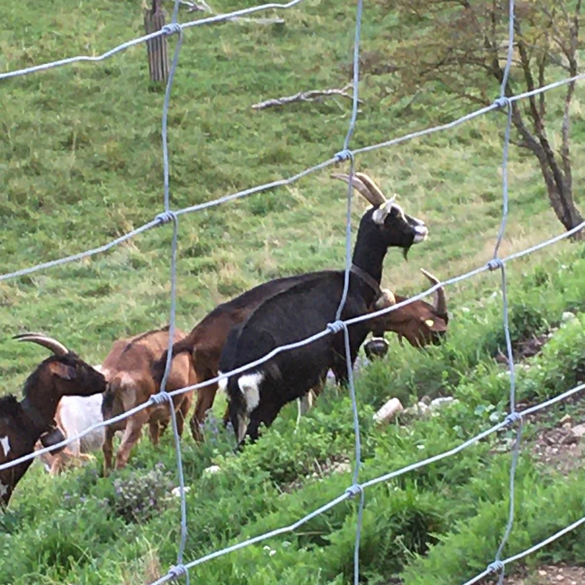 Restaurant "Torfwirtschaft Otto Hamp" in Kronburg