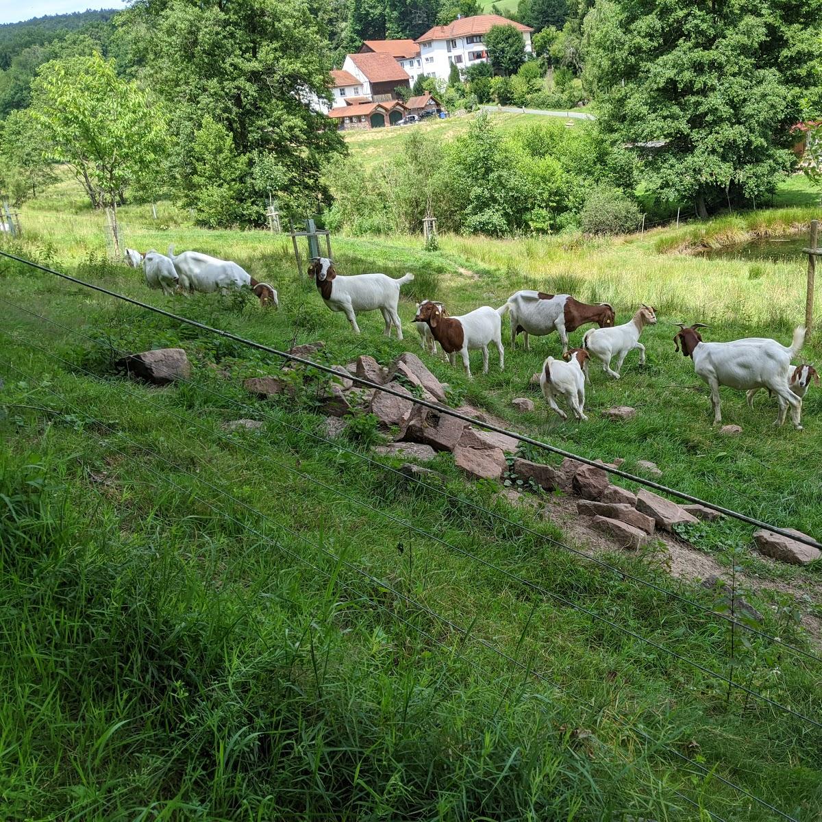 Restaurant "-OT Hüttenthal" in Mossautal