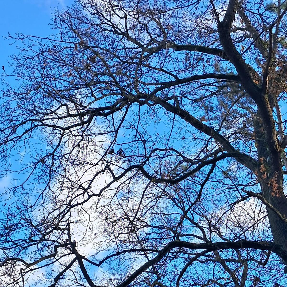 Restaurant "Gasthof Hage" in Diemelstadt