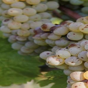 Restaurant "Jürgen Rebhann Weinkellerei & Obstbrennerei" in  Oberschwarzach