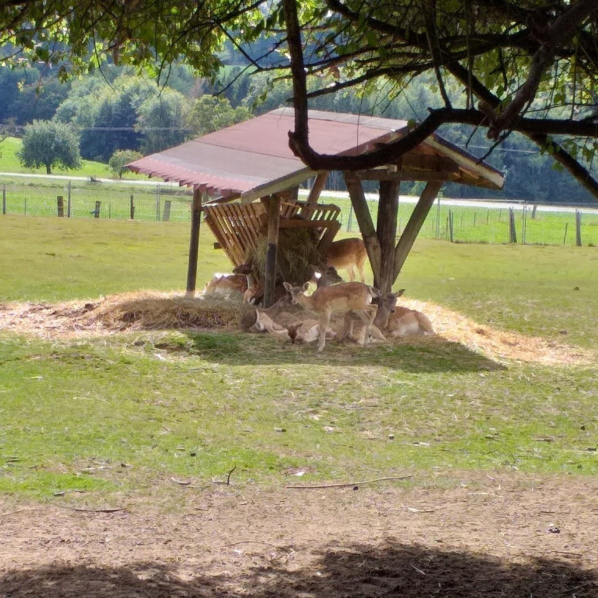 Restaurant "Pension Ilona" in Großmaischeid