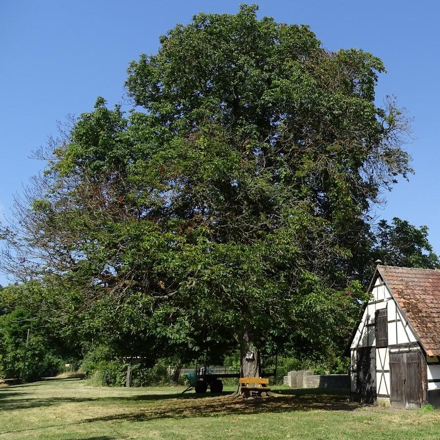 Restaurant "Gasthaus Wittersroda" in Blankenhain