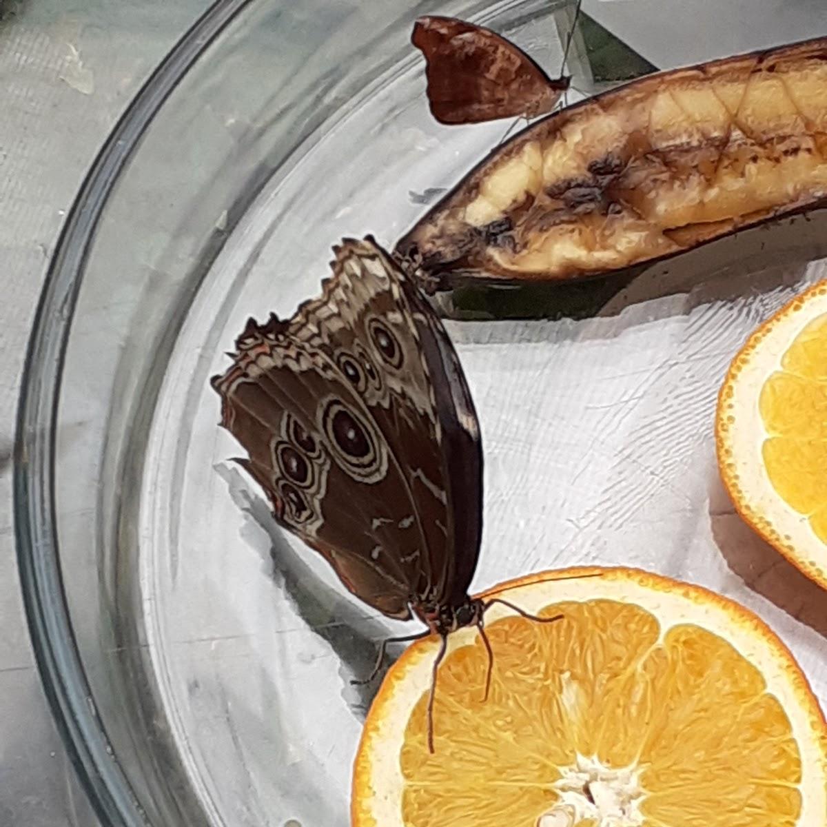 Restaurant "Café Schmetterlingsgarten" in Bendorf