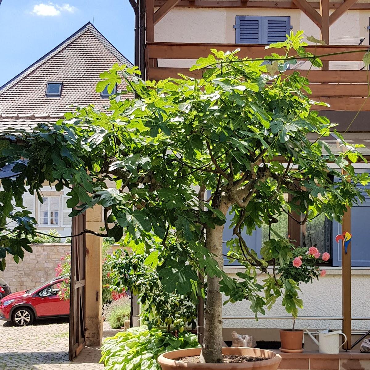 Restaurant "Weinstube im Winzerhof Otto Hey" in  Oberotterbach