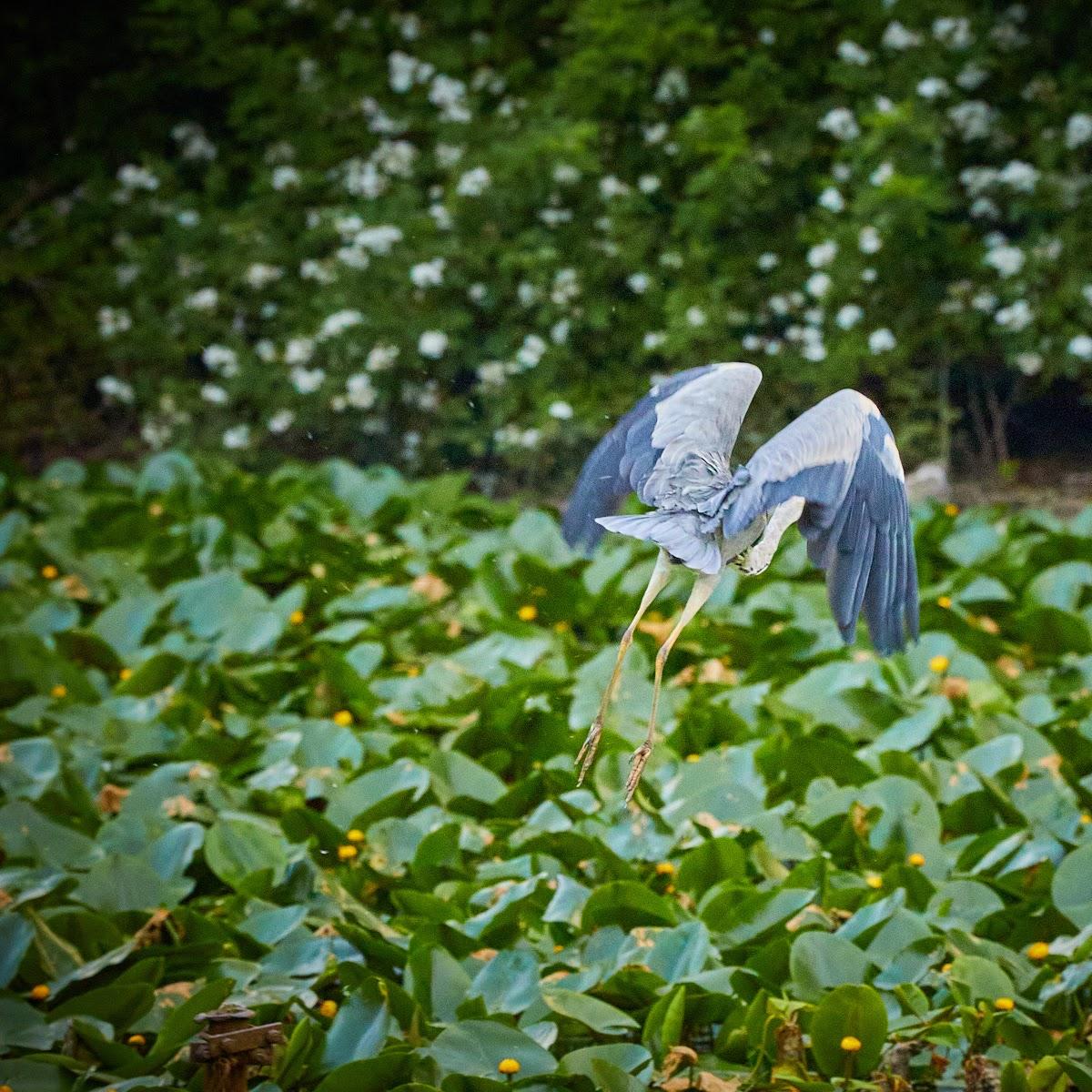 Restaurant "Hotel Schloßcafe" in Rhede