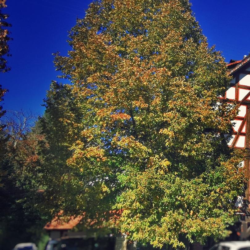 Restaurant "Gasthof Waldgericht" in Dornstetten
