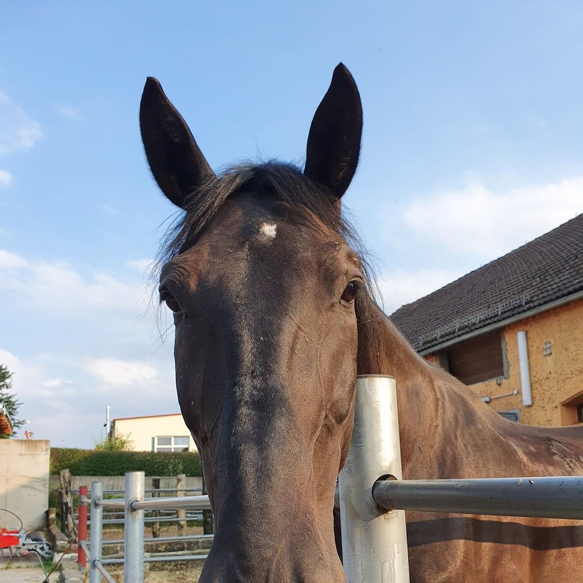 Restaurant "Gasthof Müller" in Radeberg