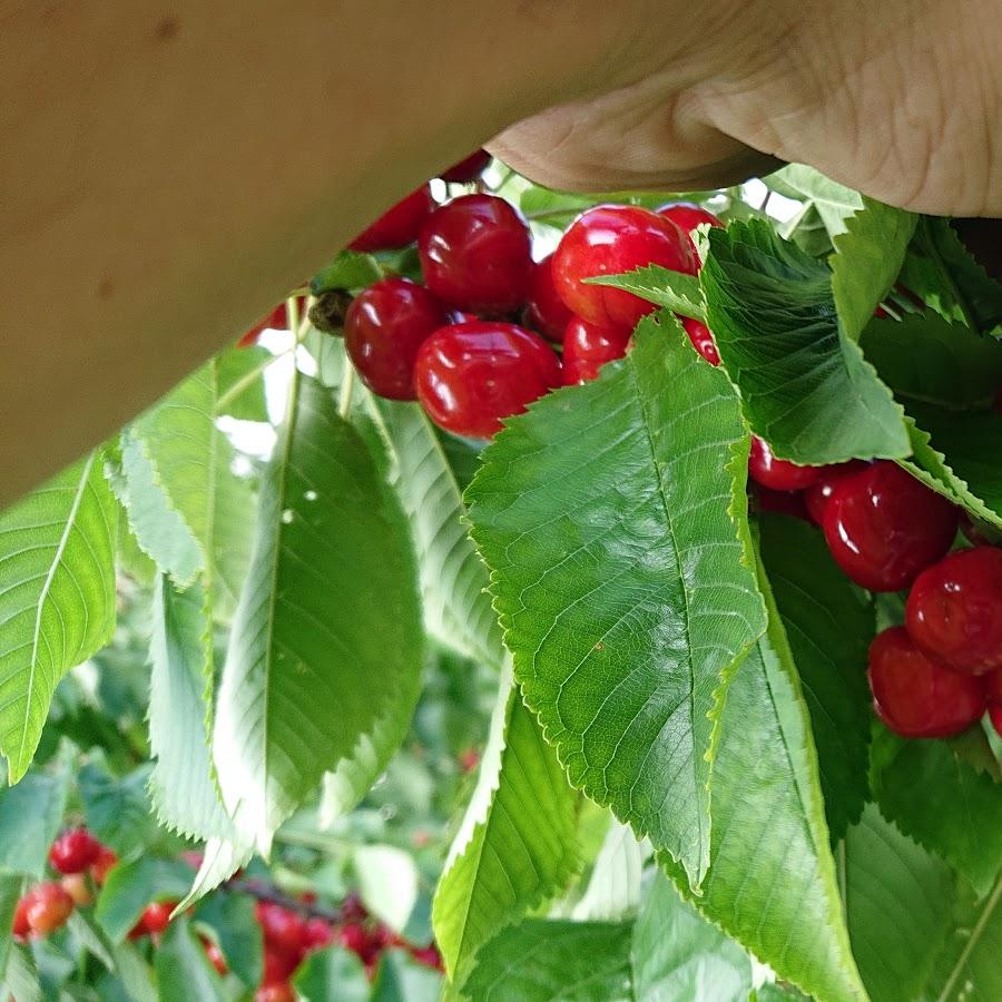 Restaurant "Franzens Gartenhaus" in Stralsund