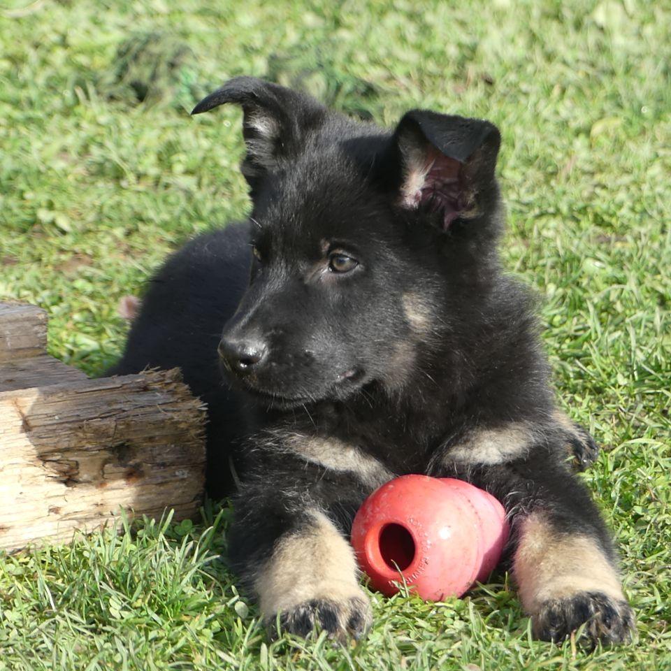 Restaurant "Verein für Deutsche Schäferhunde - OG" in  Albershausen
