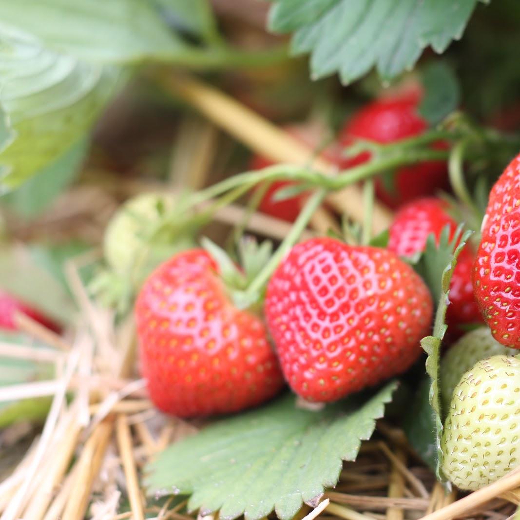 Restaurant "Früchtehof Graue" in Stolzenau