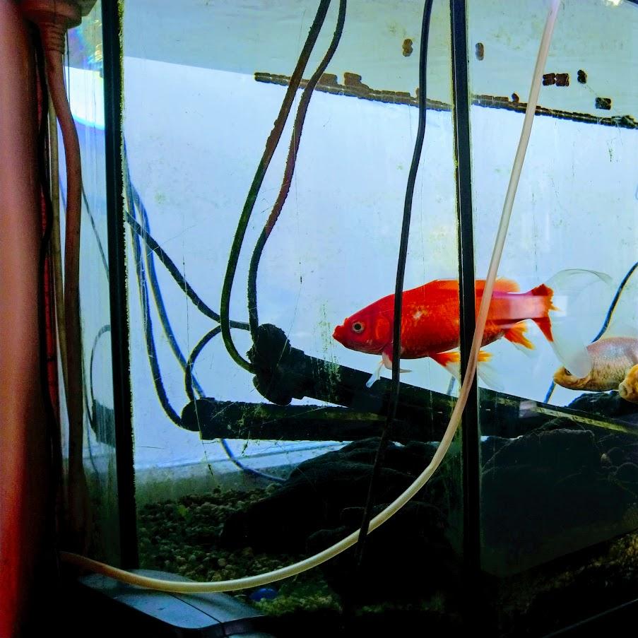 Restaurant "Melanie Express-Pizza u. Döner" in Mühlacker