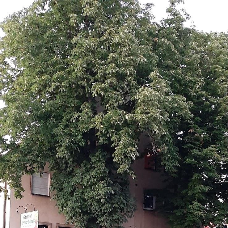 Restaurant "Gasthof Grüner Baum" in Bayreuth