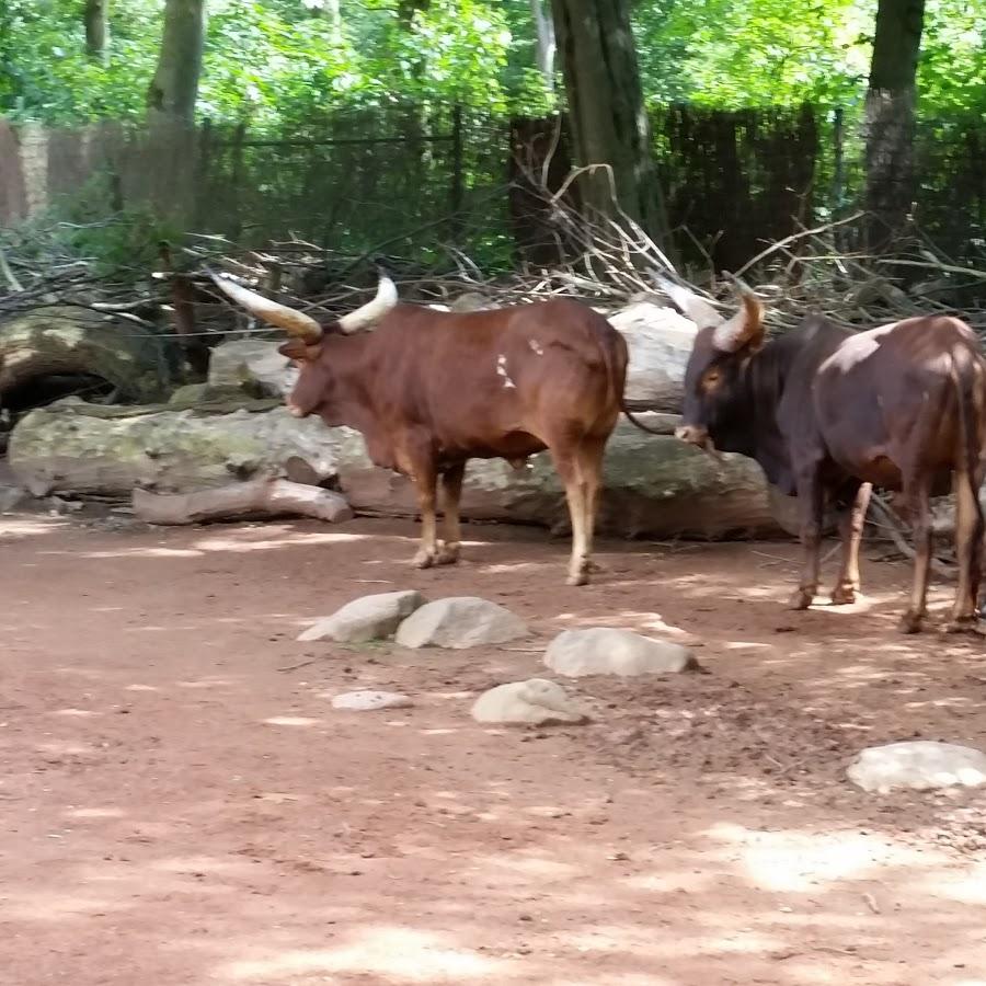 Restaurant "Belgo belga" in Düsseldorf