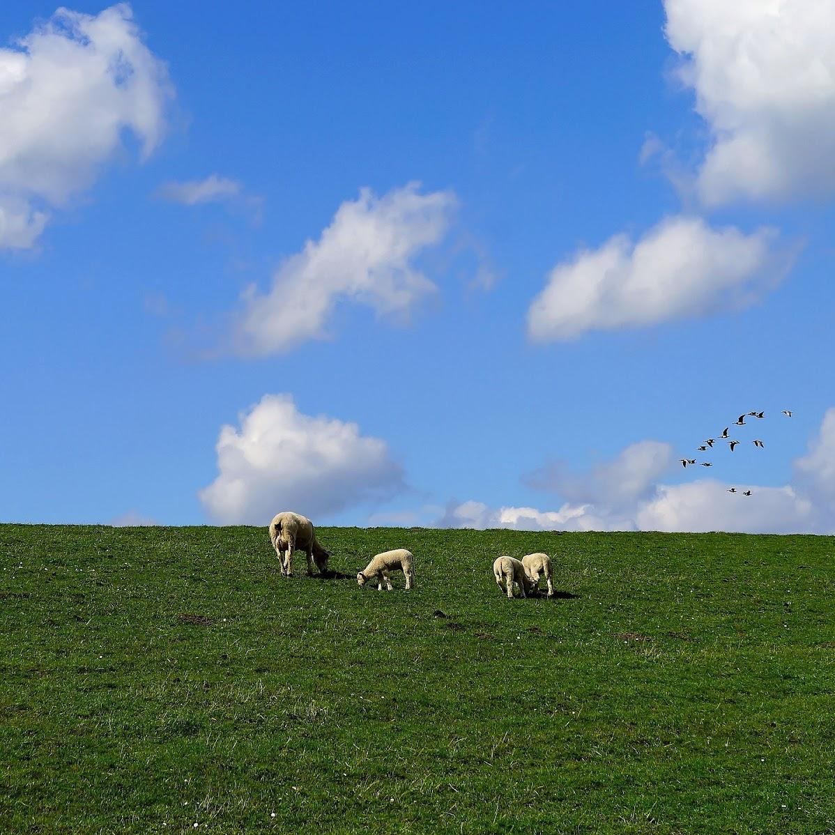 Restaurant "Best of  - Ferienwohnungen - Köhler" in  Kollmar