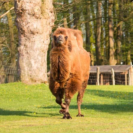 Restaurant "Kamelhof er Burg" in Sternberg