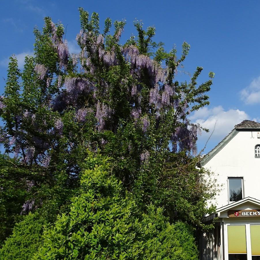 Restaurant "Hotel & Restaurant Eurohof" in Duisburg