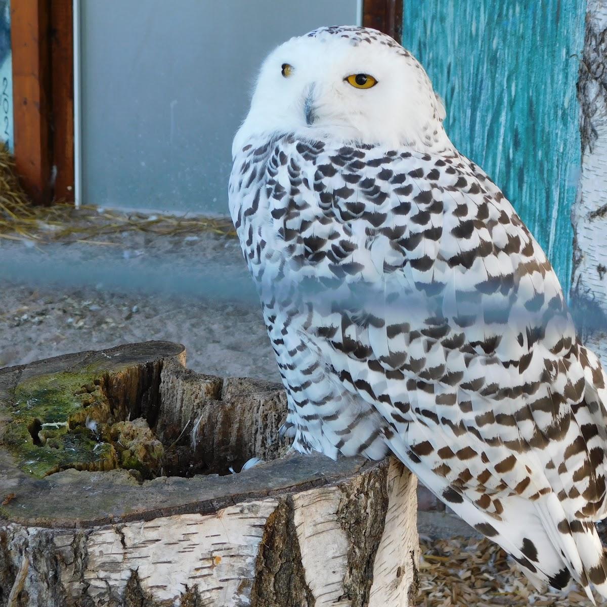 Restaurant "Vogelpark Neuthard" in Karlsdorf-Neuthard