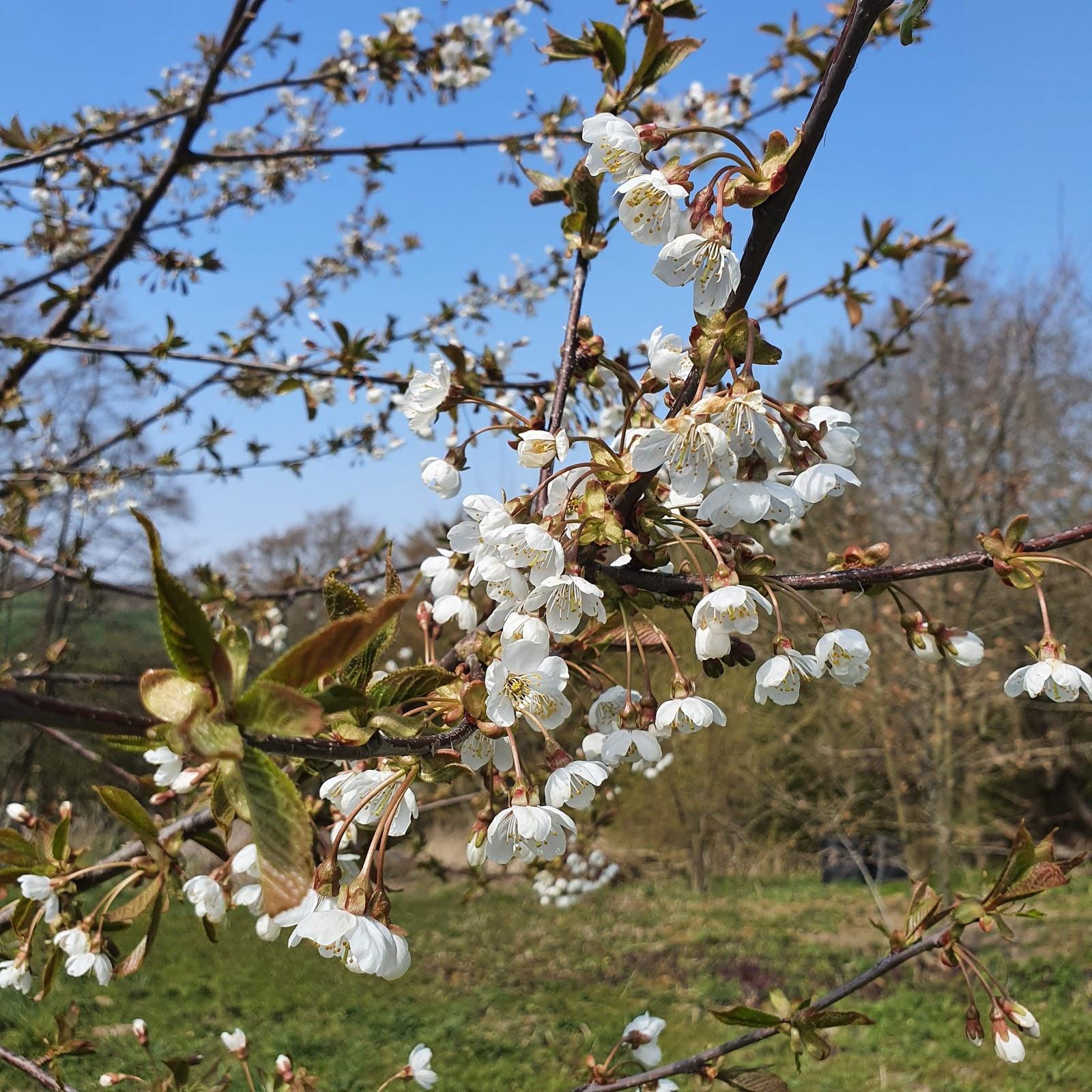 Restaurant "Am Kronsberg" in Schönwalde am Bungsberg