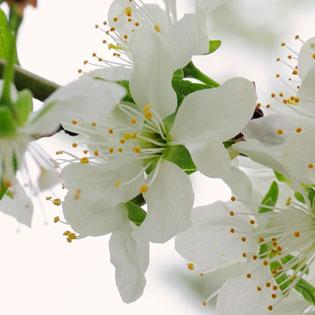 Restaurant "Landgasthof Aumanwirt" in Bad Feilnbach