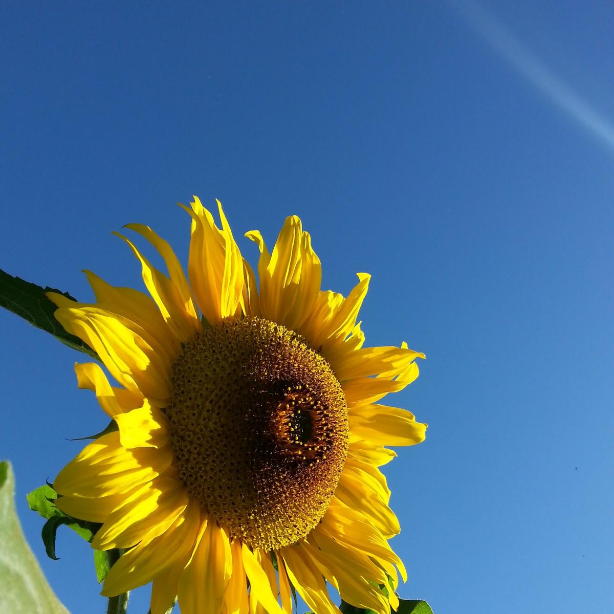 Restaurant "Alter Brunnen" in Hüfingen