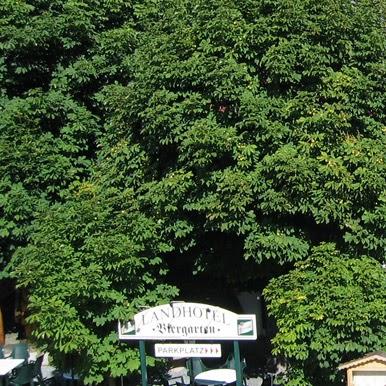 Restaurant "Landhotel Gasthof" in Zwota