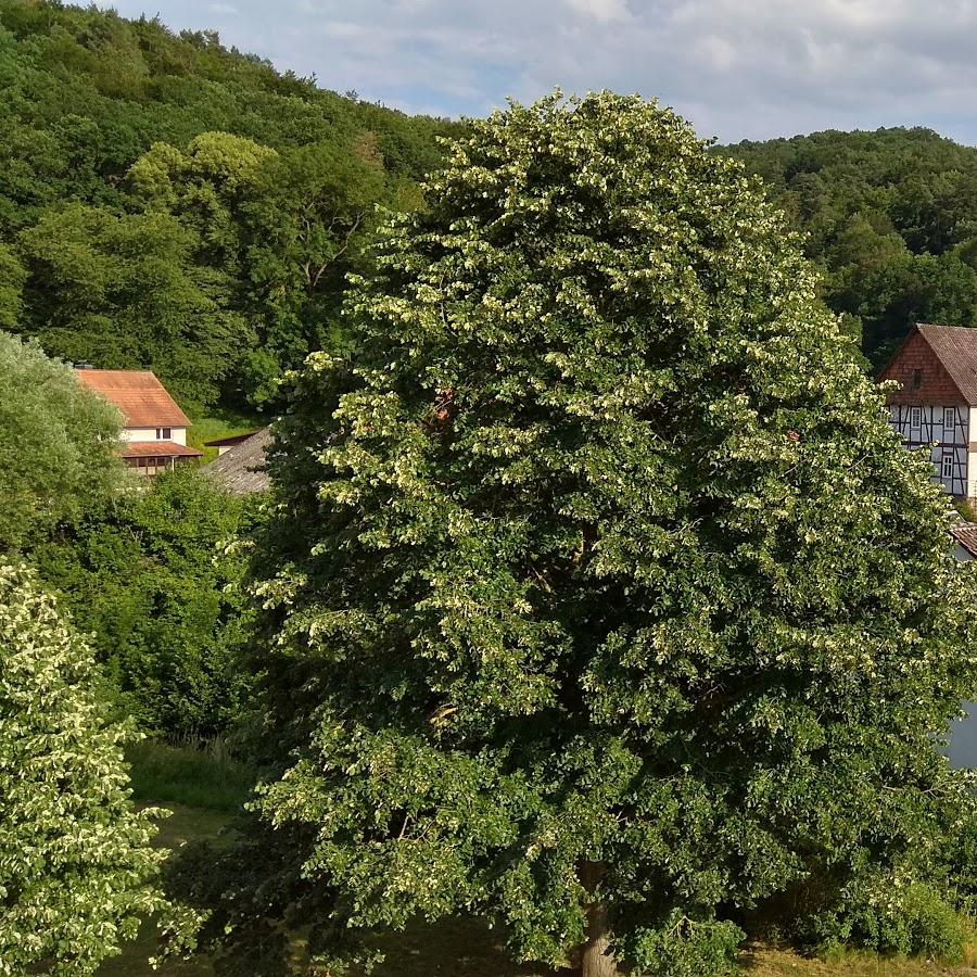 Restaurant "Gasthaus Zum Hosbachtal" in Sontra