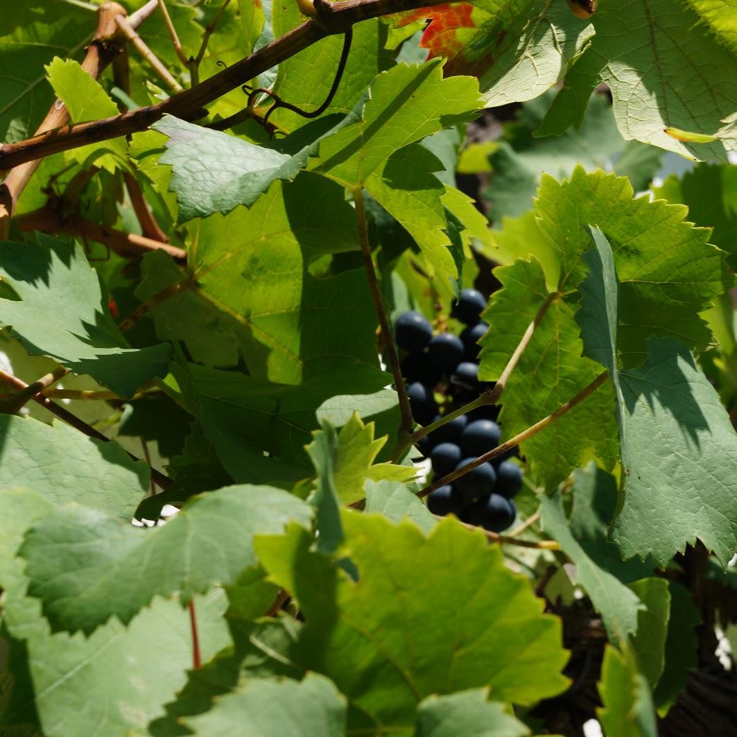 Restaurant "Landhaus St. Laurentius" in Ramberg