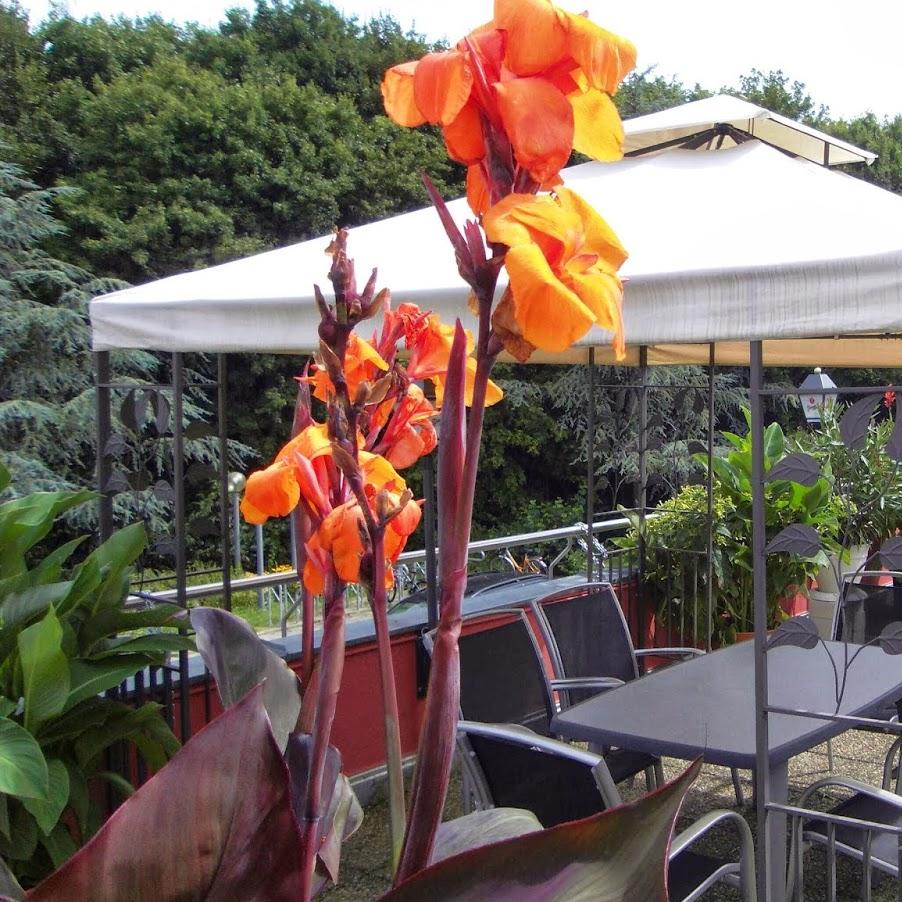 Restaurant "Pizzeria-Bistro Cavallino im Vitamar" in  Kleinostheim