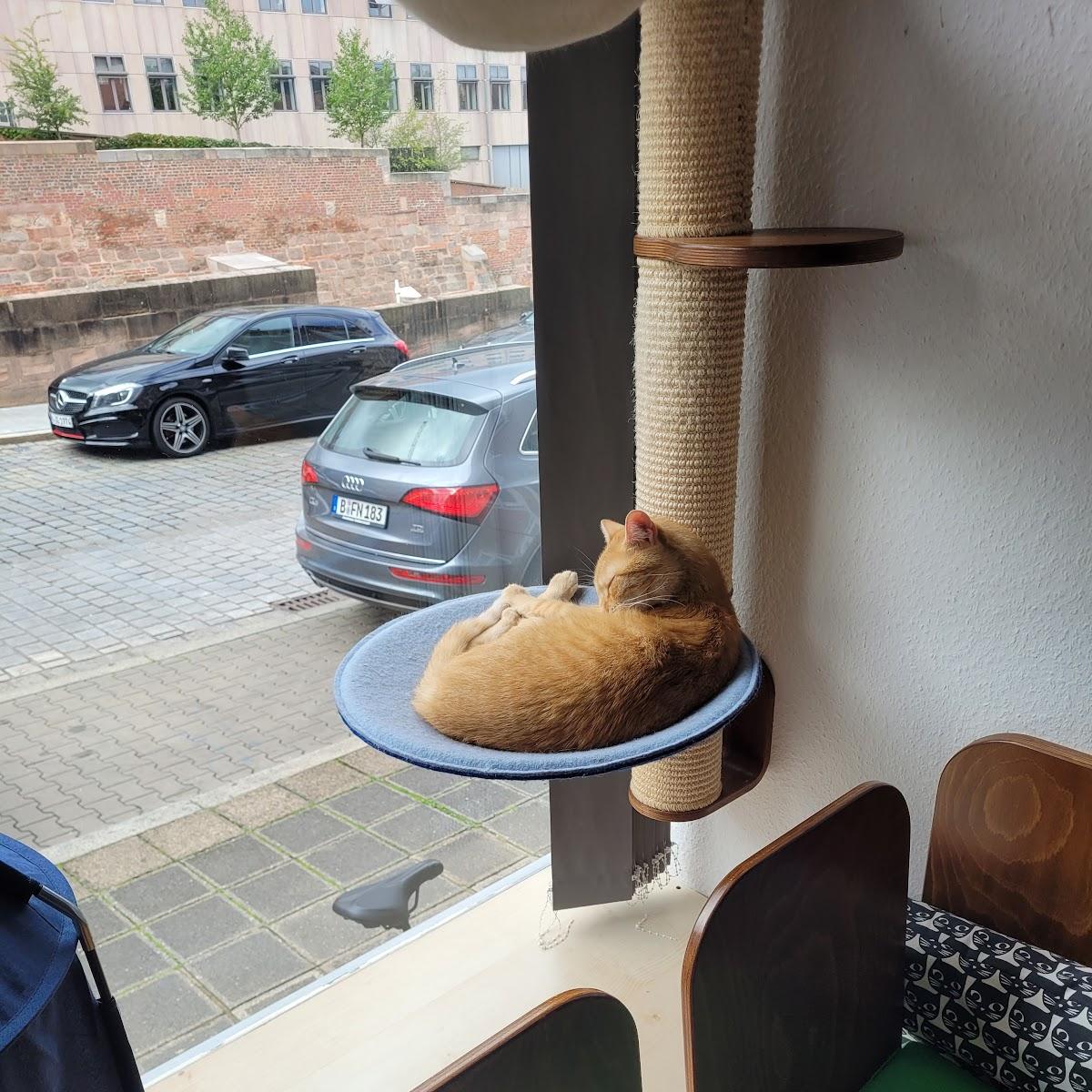 Restaurant "Katzentempel" in Nürnberg