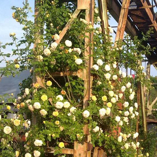 Restaurant "Altes Kranwerk" in Naunhof