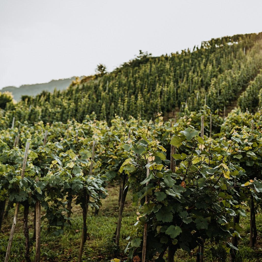 Restaurant "Weingut Meurer ( an der Mosel)" in Reil