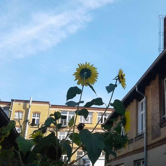 Restaurant "klassMo Cafe & Gästehaus, Kulturwerkstatt" in Luckenwalde